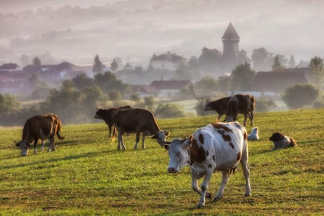Transfer Bucharest -Brasov with Targoviste and Bran Castle visits - Brasov Old Town With a Guide You Can Actually Talk To