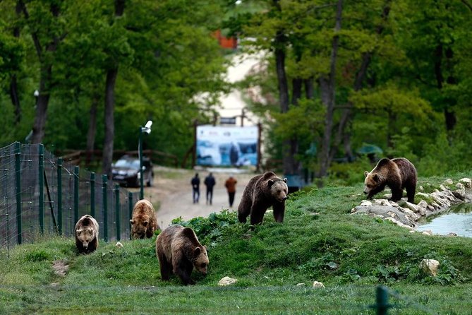 Transylvania with Dracula Castle, Bear Sanctuary and Brasov - Road Trip to Dracula Country, with Real Animals and Real Streets