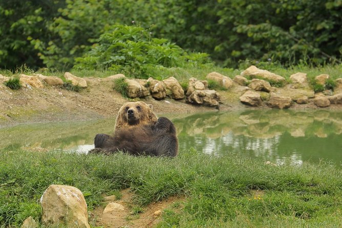 Transylvania with Dracula Castle, Bear Sanctuary and Brasov - Practical Tips That Make This Day Go Smoothly