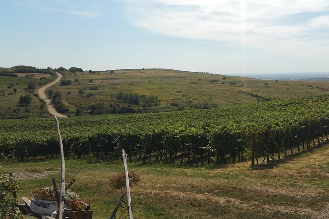 Vineyards and wine tasting experience - Key highlights to look for