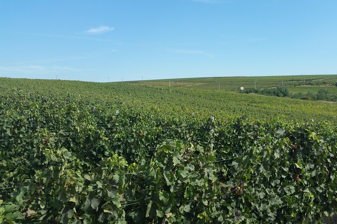 Vineyards and wine tasting experience - Romania’s wine regions: a smart 2-day change of pace from Bucharest