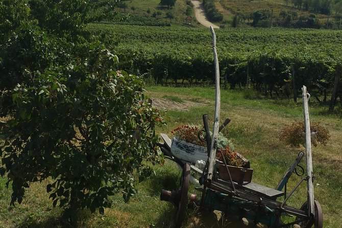 Vineyards and wine tasting experience - Day 2 in Dealu Mare and beyond: 1777 Winery Museum, LacertA, and Crama Budureasca