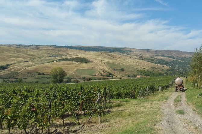 Vineyards and wine tasting experience - What you’ll actually learn from wine museums (and why it’s worth your time)