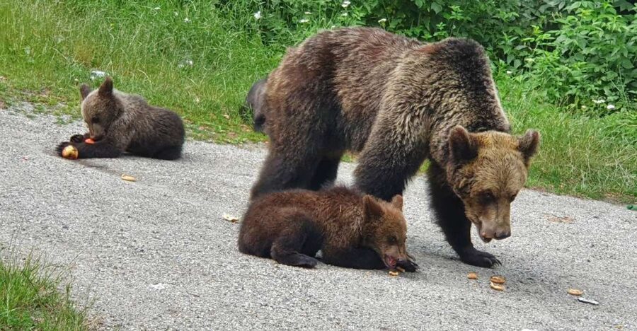 Wild Bears and Dracula Private Day Tour - Key highlights worth planning for