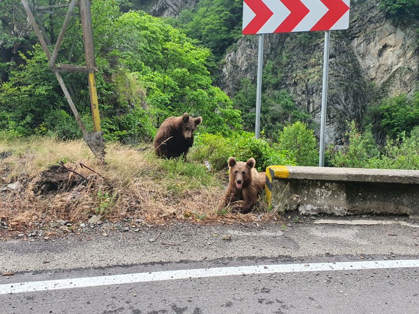 Wild Bears and Dracula Private Day Tour - Private day from Bucharest: how the Dracula and bears day actually plays out