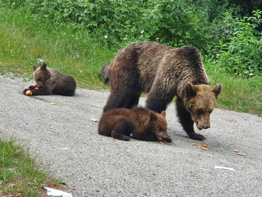 Wild Bears and Dracula Private Day Tour - Poenari Castle and the 1480 stairs: the Vlad the Impaler part you can feel in your legs