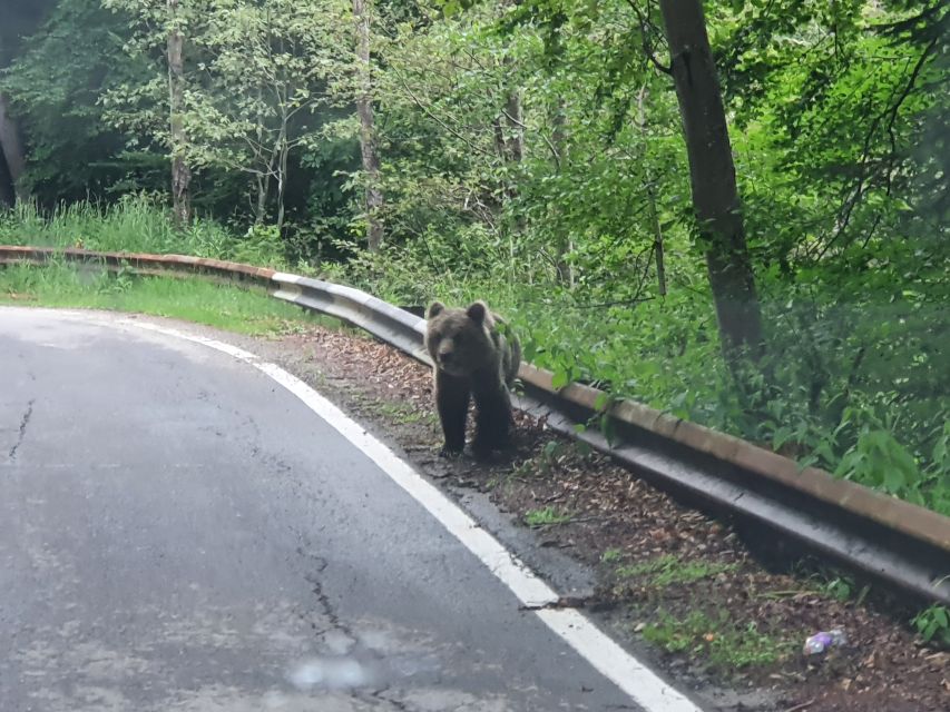 Wild Bears and Dracula Private Day Tour - Vidraru Dam and Lake Vidraru: the engineering stop that changes the mood
