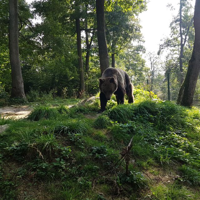 Wild Bears and Dracula Private Day Tour - Wallachia scenic stops, photo moments, and a longer stretch of free time