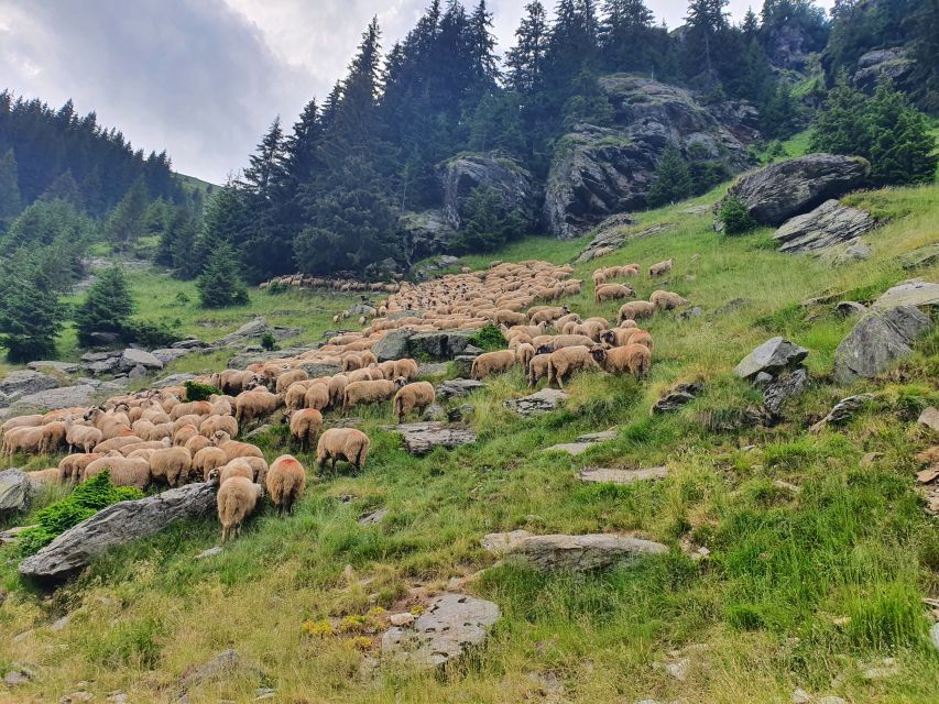 Wild Bears and Dracula Private Day Tour - Languages and guide style: why conversations matter on a long day